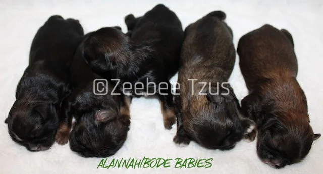 alannah n bode babies1 wm.jpg