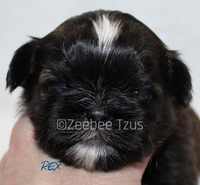 rex 3 weeks wm.jpg