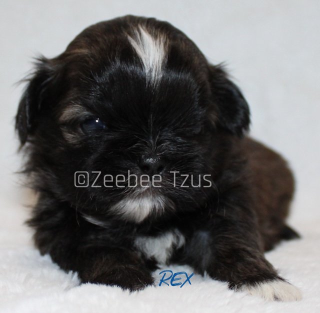 rex 3 weeks1 wm.jpg