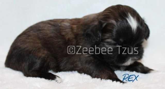 rex 3 weeks2 wm.jpg