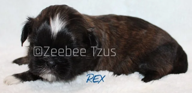 rex 3 weeks3 wm.jpg