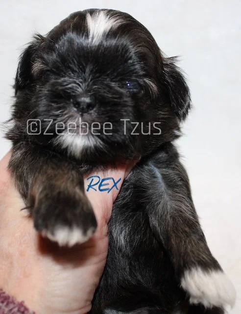 rex 3 weeks4 wm.jpg