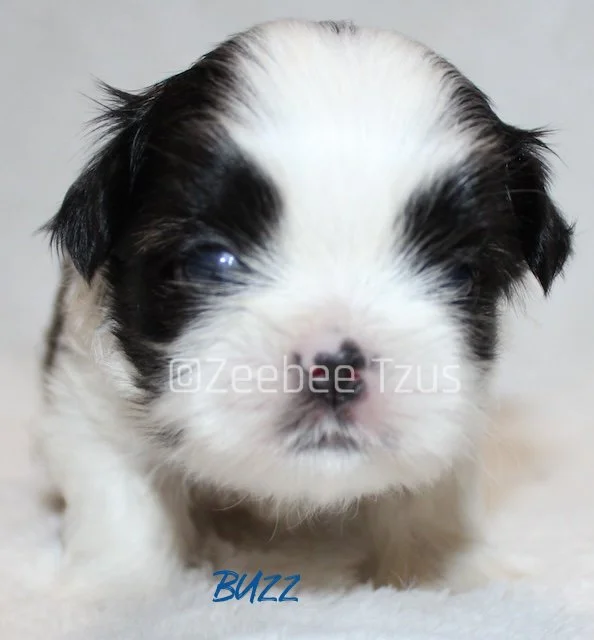 buzz 3 weeks1 wm.jpg
