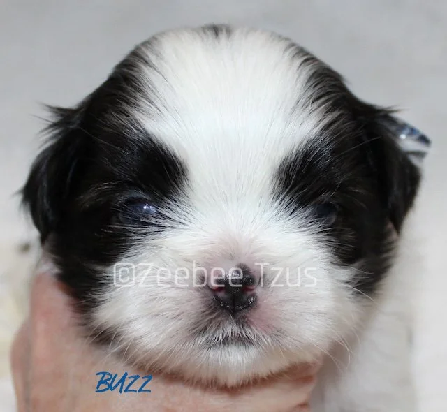 buzz 3 weeks wm.jpg