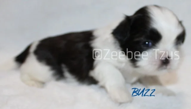 buzz 3 weeks2 wm.jpg