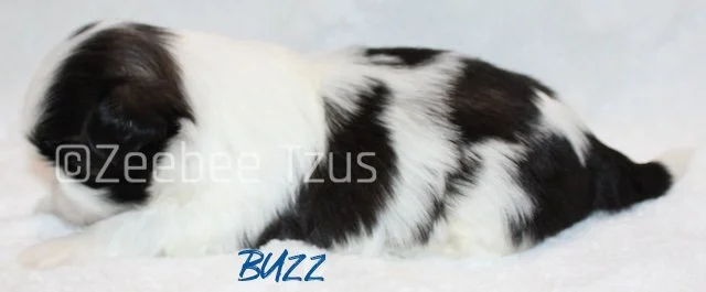 buzz 3 weeks3 wm.jpg