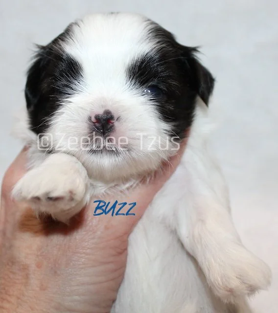 buzz 3 weeks4 wm.jpg
