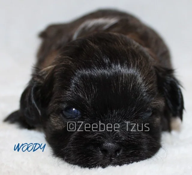 woody 3 weeks1 wm.jpg