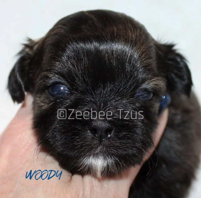 woody 3 weeks wm.jpg
