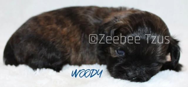 woody 3 weeks2 wm.jpg