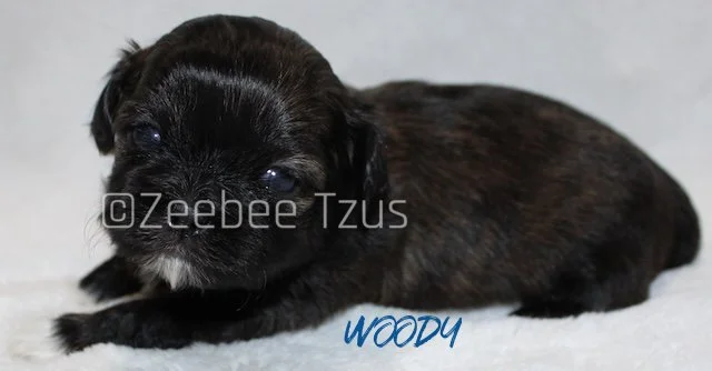woody 3 weeks3 wm.jpg