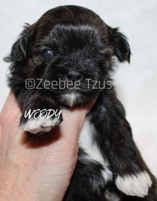 woody 3 weeks4 wm.jpg