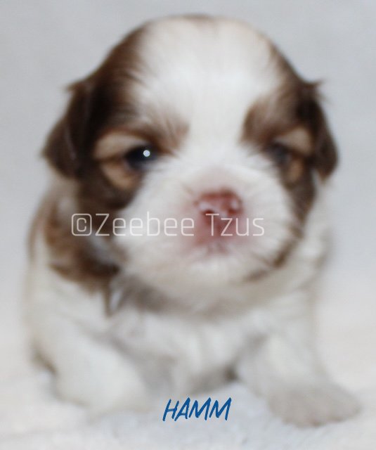 hamm 3 weeks1 wm.jpg