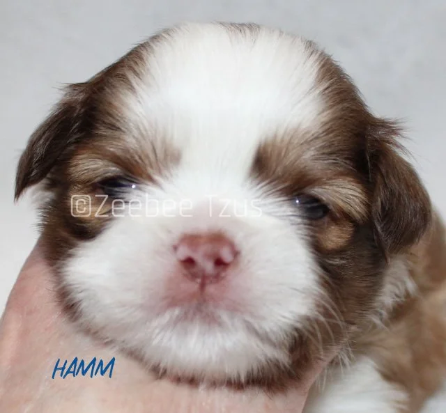 hamm 3 weeks wm.jpg