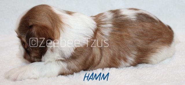 hamm 3 weeks3 wm.jpg
