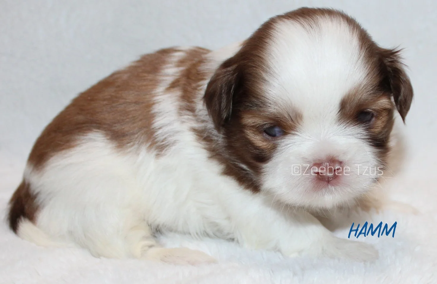 hamm 3 weeks2 wm.jpg