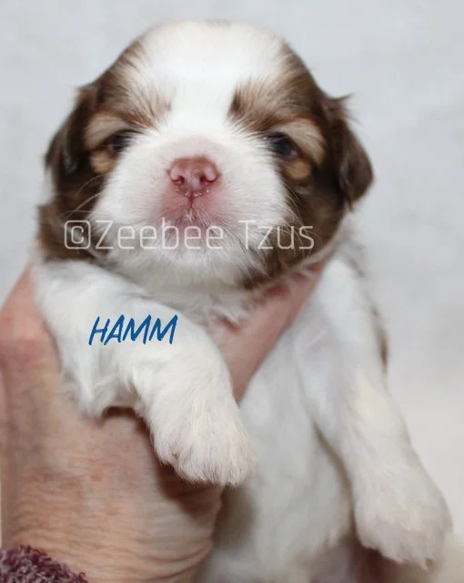 hamm 3 weeks4 wm.jpg