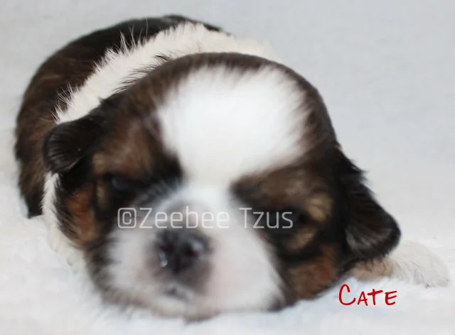 cate 2 weeks1 wm.jpg