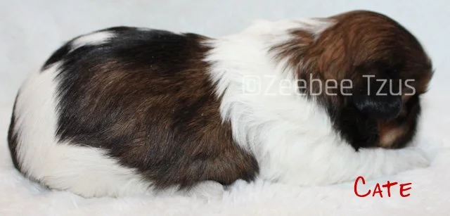 cate 2 weeks2 wm.jpg