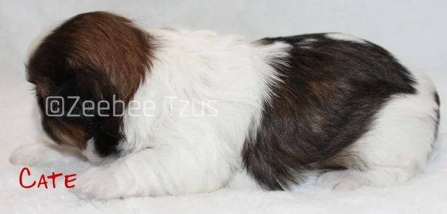 cate 2 weeks3 wm.jpg