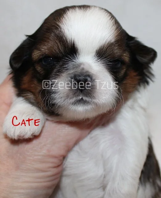 cate 2 weeks4 wm.jpg