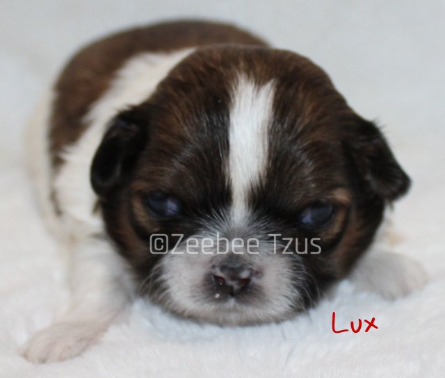 lux 2 weeks1 wm.jpg