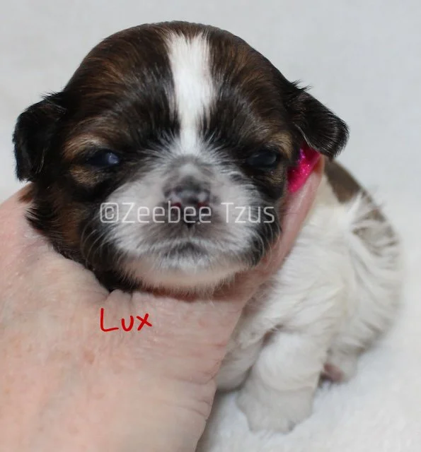 lux 2 weeks wm.jpg