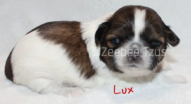 lux 2 weeks2 wm.jpg