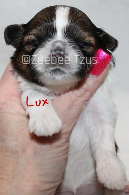 lux 2 weeks4 wm.jpg