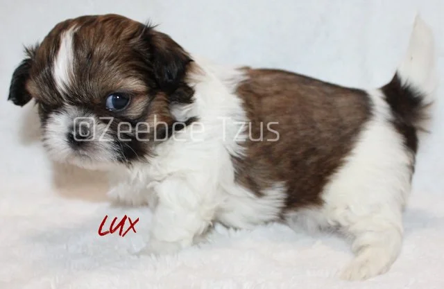 lux 4 weeks3.jpg