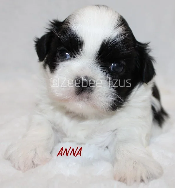 anna 4 weeks1 wm.jpg