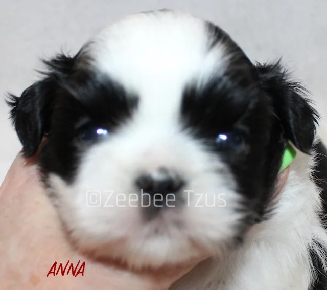 anna 4 weeks wm.jpg