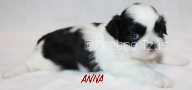 anna 4 weeks2 wm.jpg
