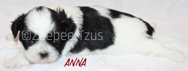 anna 4 weeks3 wm.jpg