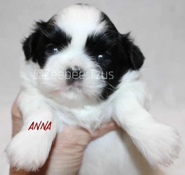 anna 4 weeks4 wm.jpg