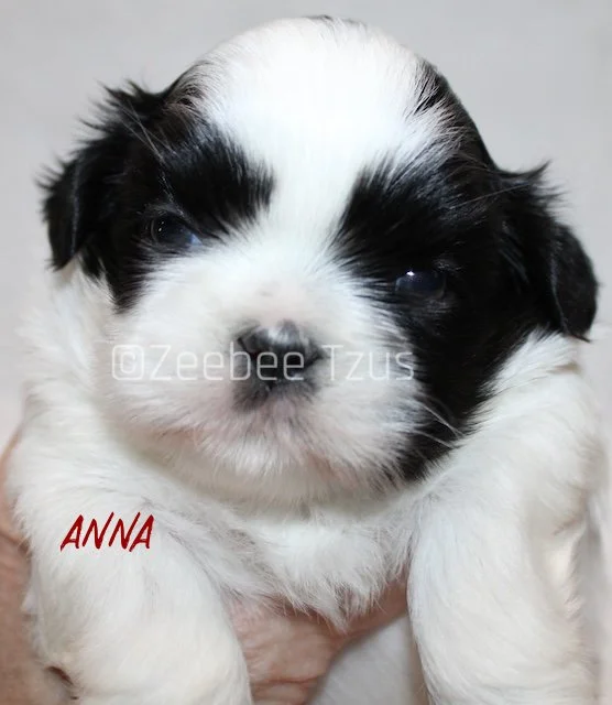 anna 4 weeks5 wm.jpg