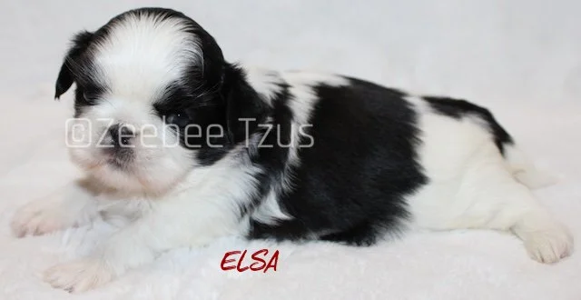 elsa 4 weeks3 wm.jpg