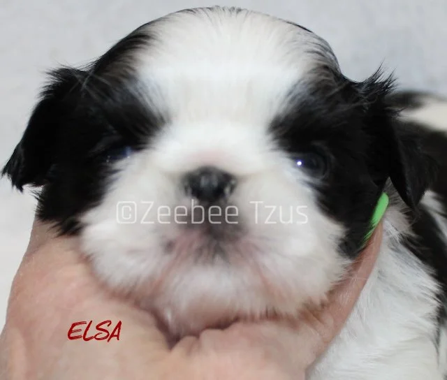 elsa 4 weeks wm.jpg
