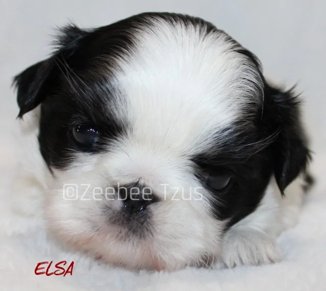 elsa 4 weeks1 wm.jpg