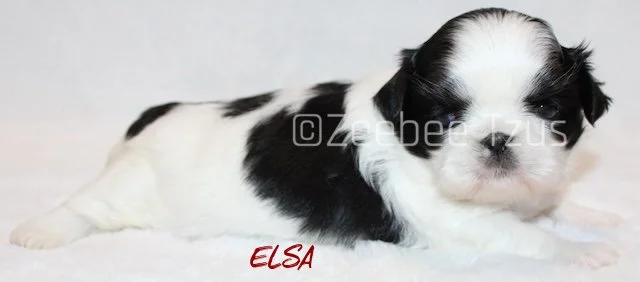 elsa 4 weeks2 wm.jpg