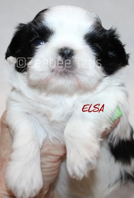 elsa 4 weeks4 wm.jpg