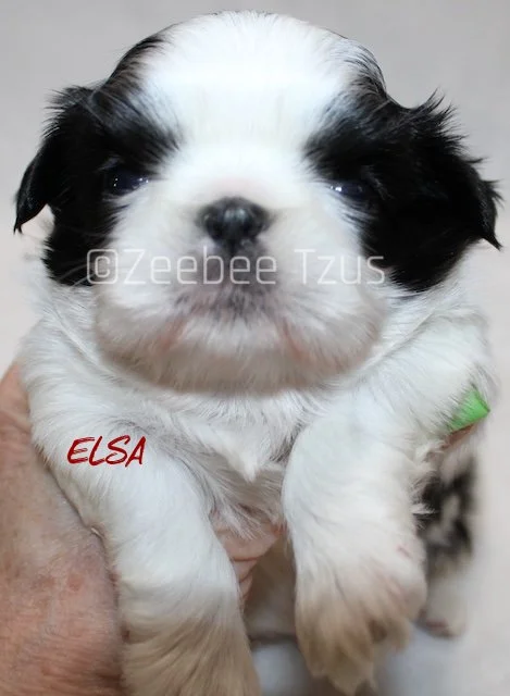 elsa 4 weeks5 wm.jpg
