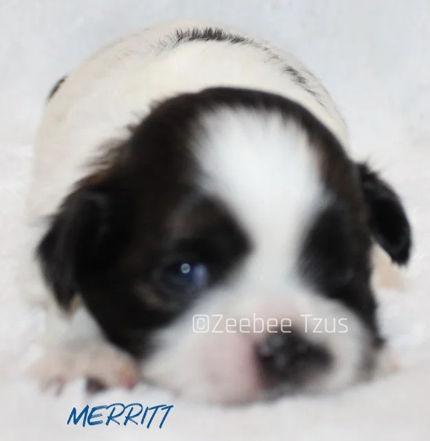 merritt 2 weeks1.jpg