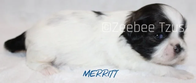 merritt 2 weeks2.jpg