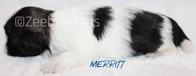 merritt 2 weeks3.jpg