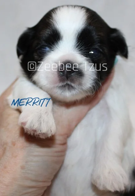 merritt 2 weeks4.jpg