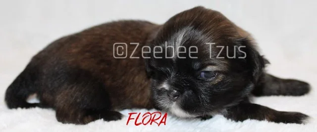flora 2 weeks2.jpg