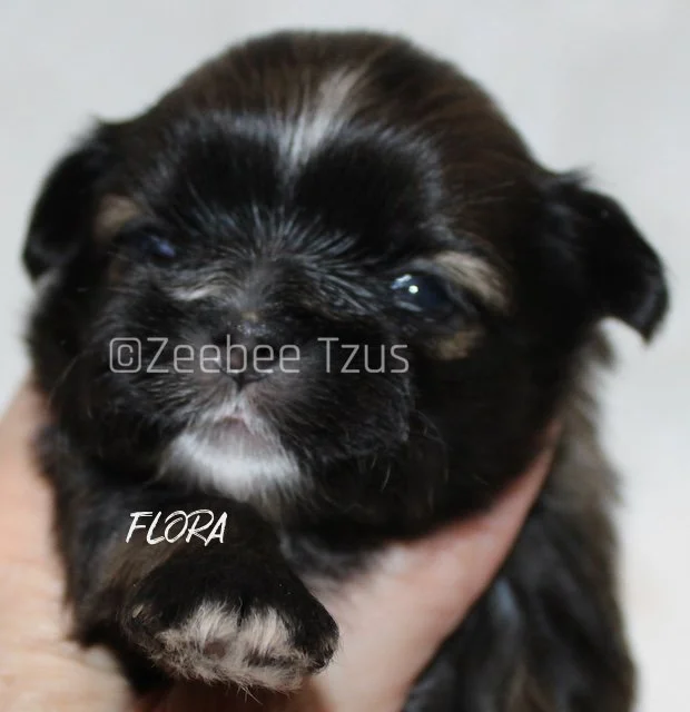 flora 2 weeks4.jpg