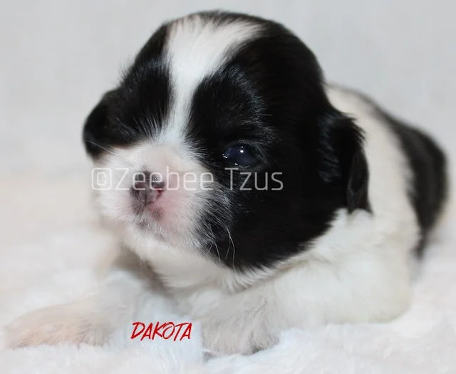 dakota 2 weeks1.jpg