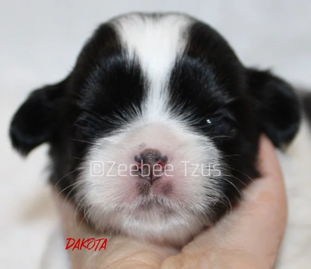 dakota 2 weeks.jpg